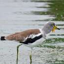 Image of White-crowned Lapwing