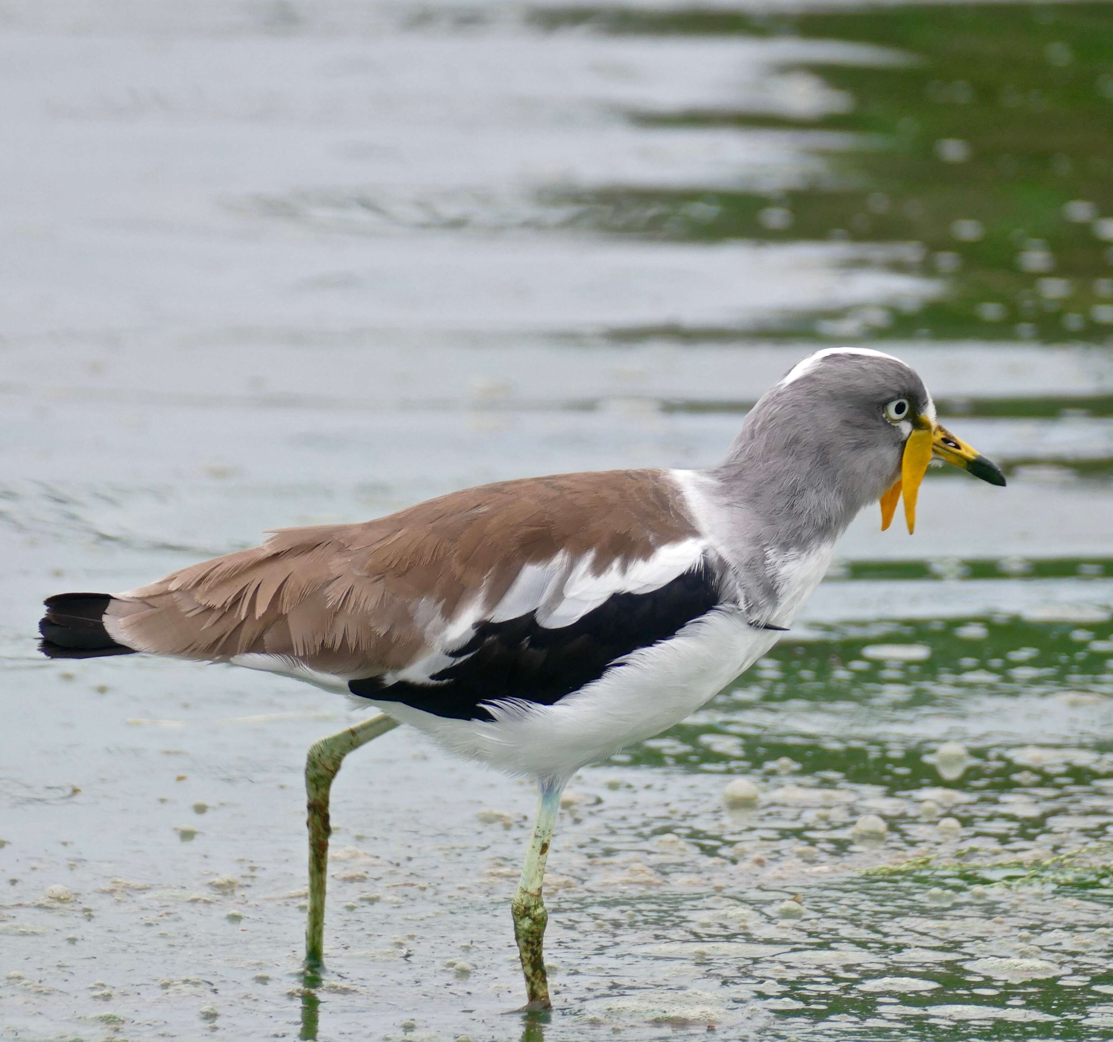 Image of White-crowned Lapwing