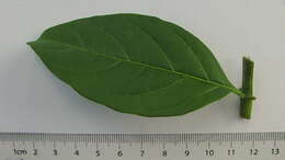 Image of Solanum caavurana Vell.