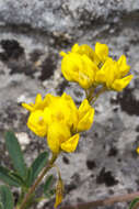 Image of fenugreek