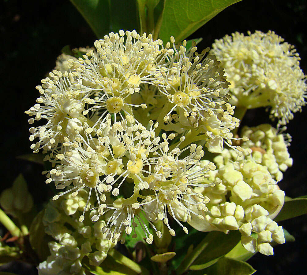 Imagem de Hydrangea serratifolia (Hook. & Arn.) Phil. fil.