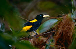 Image de Cassique cul-jaune