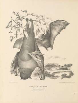 Image of Flying foxes