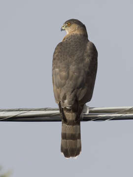 Image of Cooper's Hawk