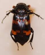 Image of Margined Burying Beetle