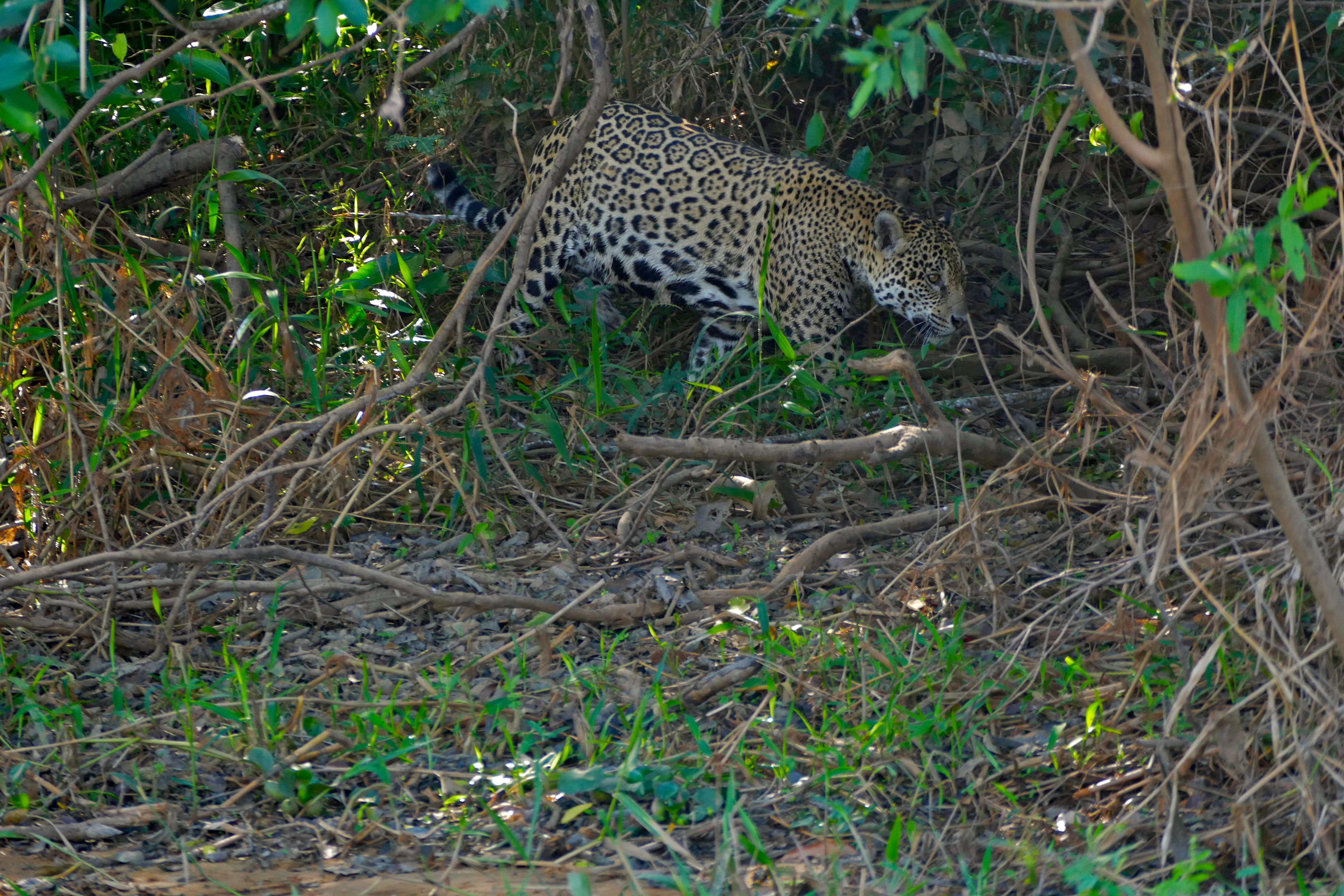 Image of big cats