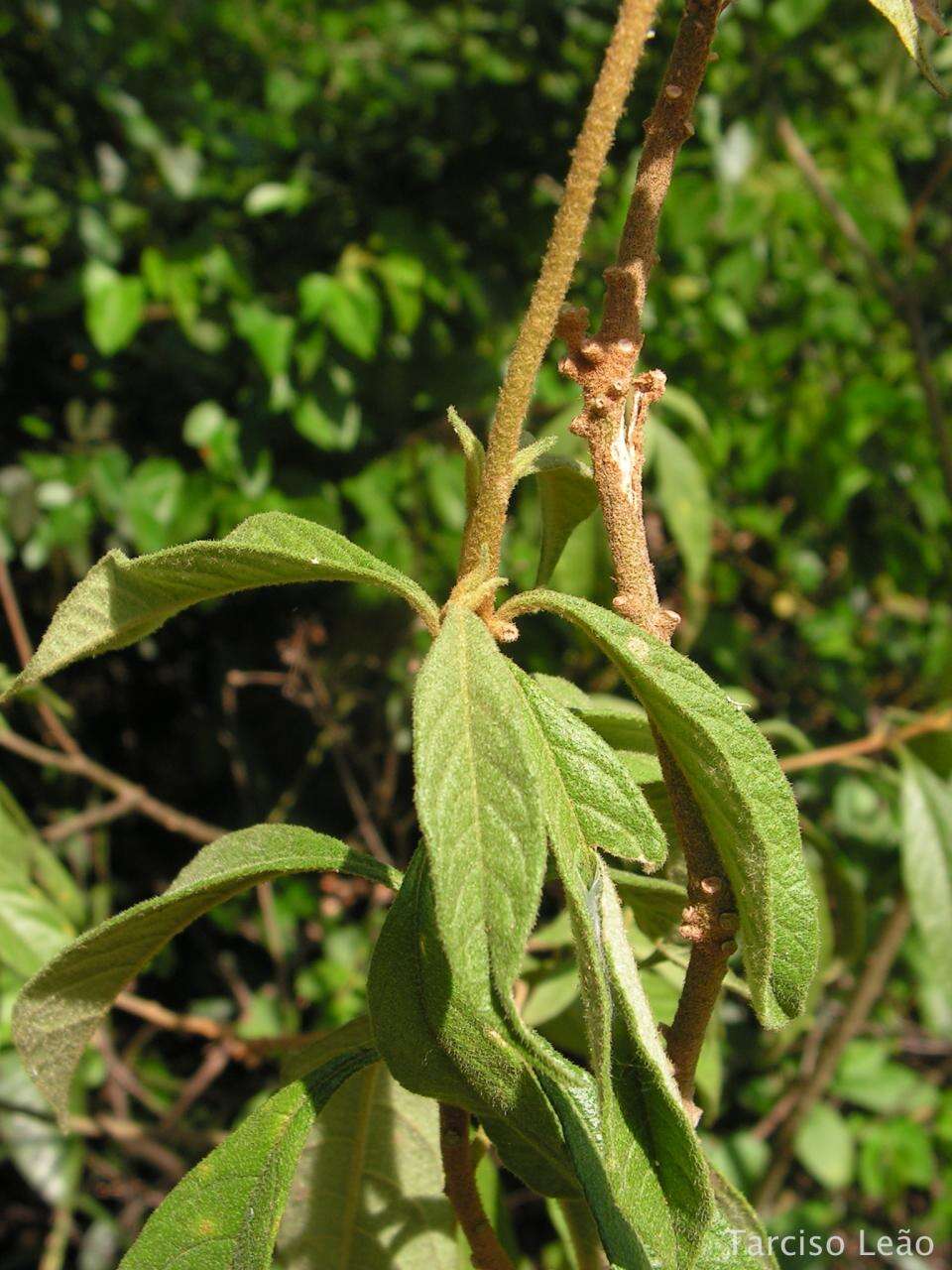 Image of Solanum asperum L. A. Rich.