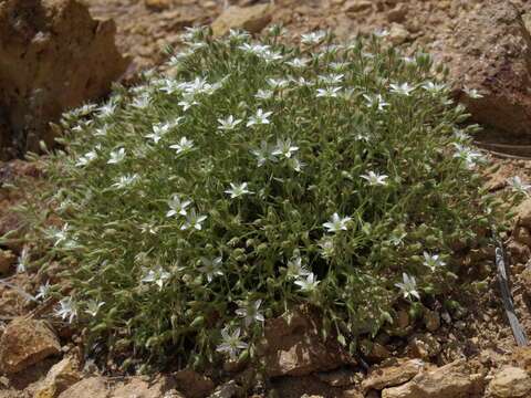 Image de Sabulina nuttallii var. fragilis (Maguire & A. H. Holmgren) Dillenb. & Kadereit