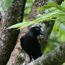 Image of Indian Jungle Crow