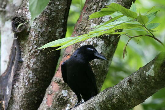 Image of Indian Jungle Crow