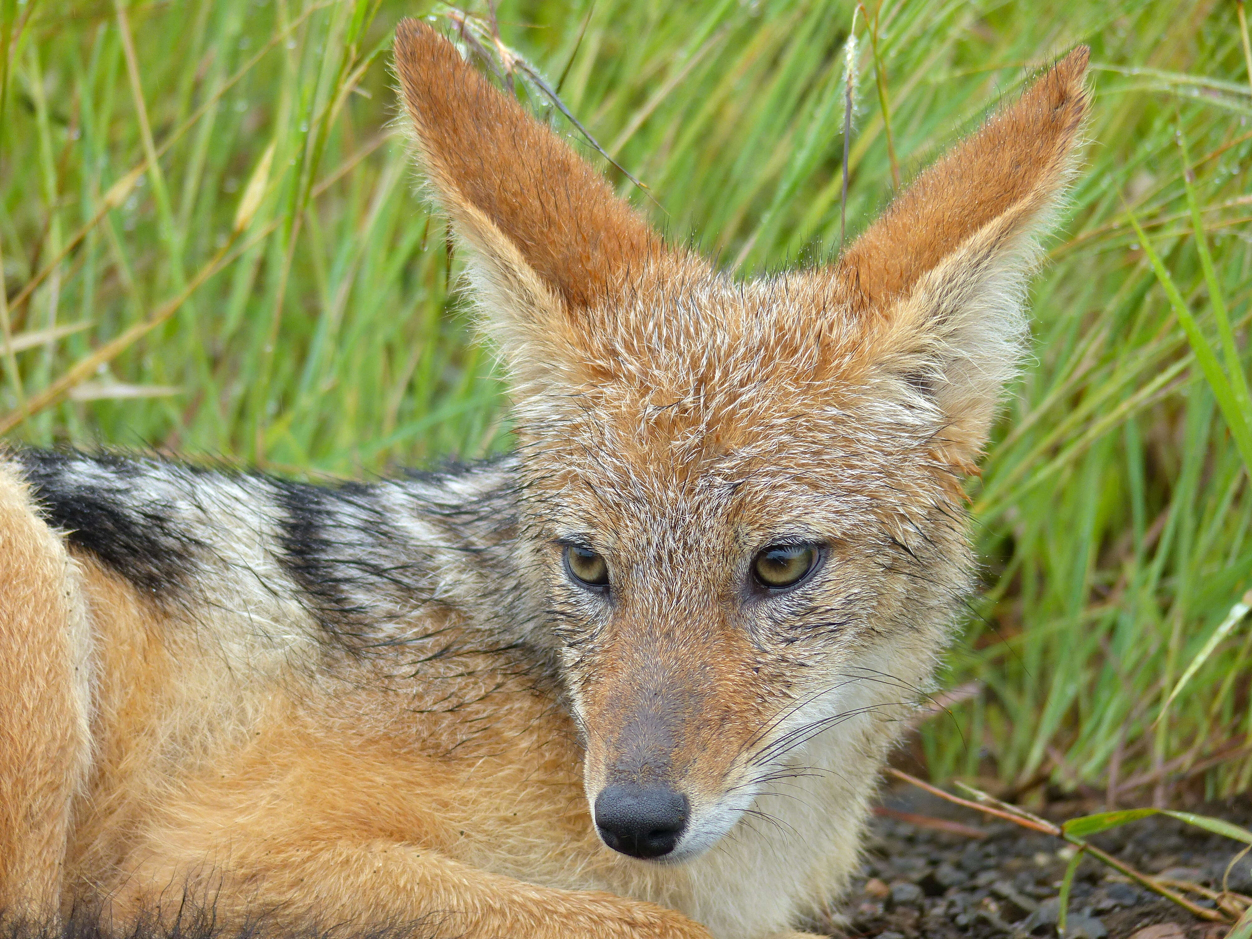 Image of coyote