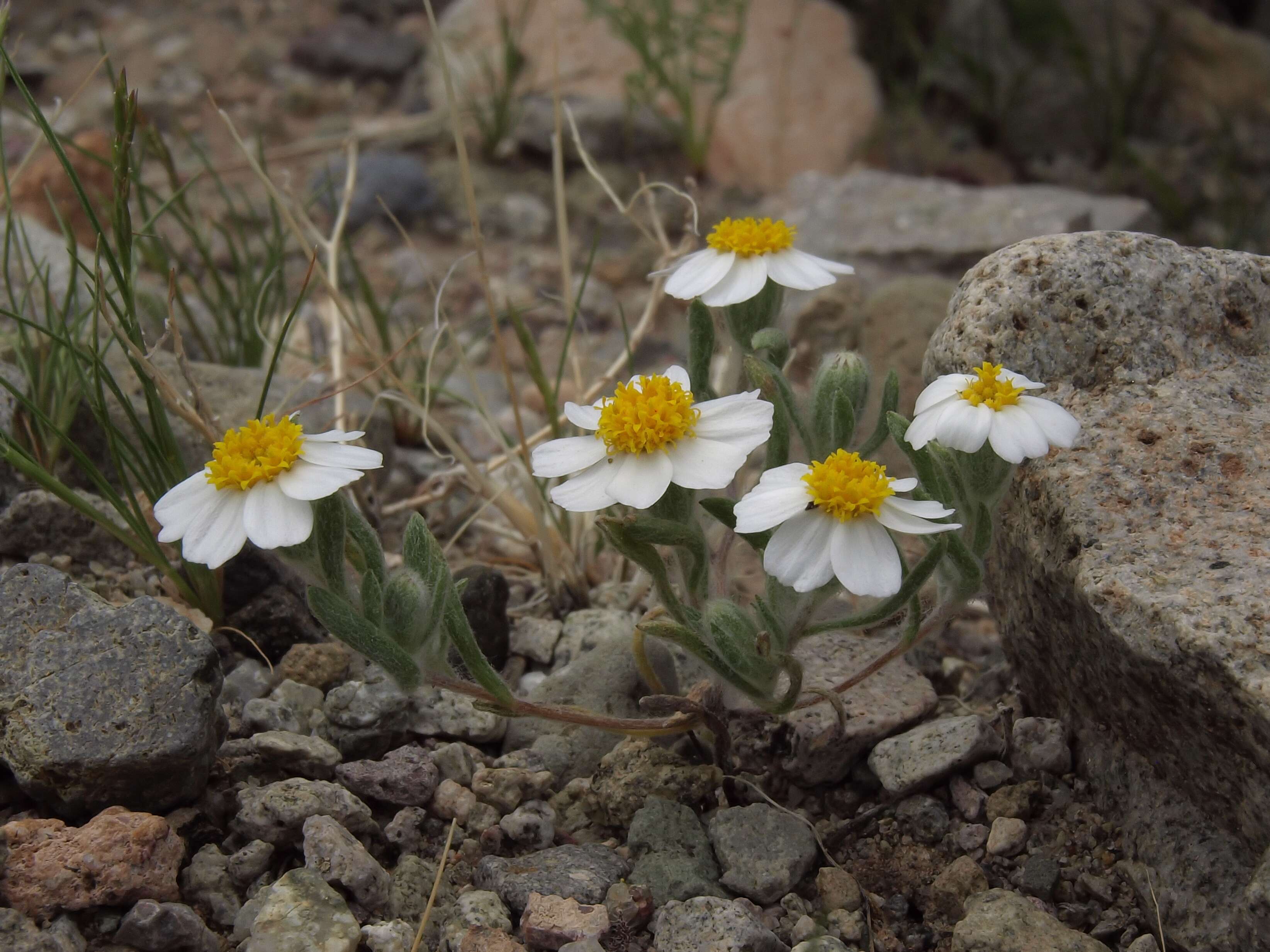 Eriophyllum resmi