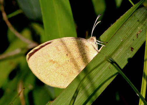 Image of Barred Yellow