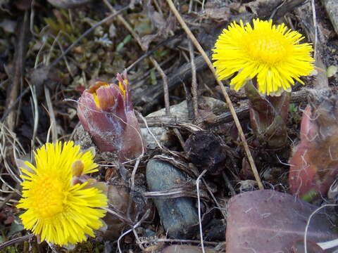 Image of coltsfoot