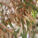 Image of Eucalyptus coolabah Blakely & Jacobs