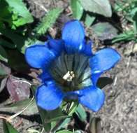 Image of Parry's gentian