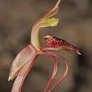 Image of Short-clubbed wasp orchid