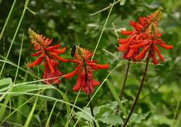 Image of dwarf erythrina