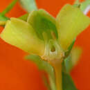 Image of Habenaria petalodes Lindl.