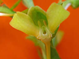 Image of Habenaria petalodes Lindl.