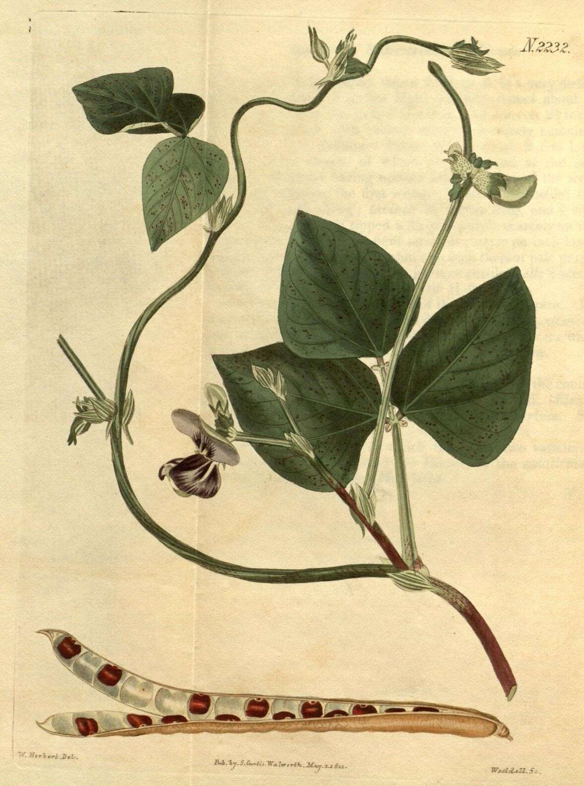 Image of cowpea
