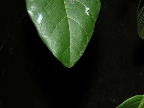 Image of Ficus costaricana (Liebm.) Miq.