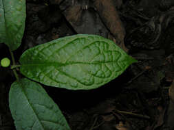 Image of Dorstenia choconiana S. Wats.