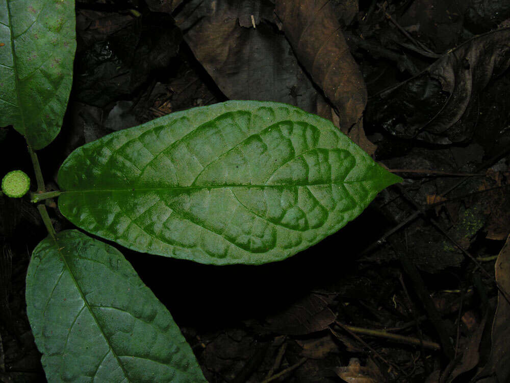 Image of Dorstenia choconiana S. Wats.