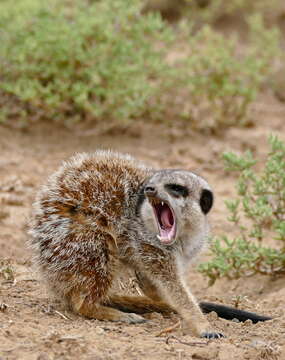 Image of Suricata Desmarest 1804