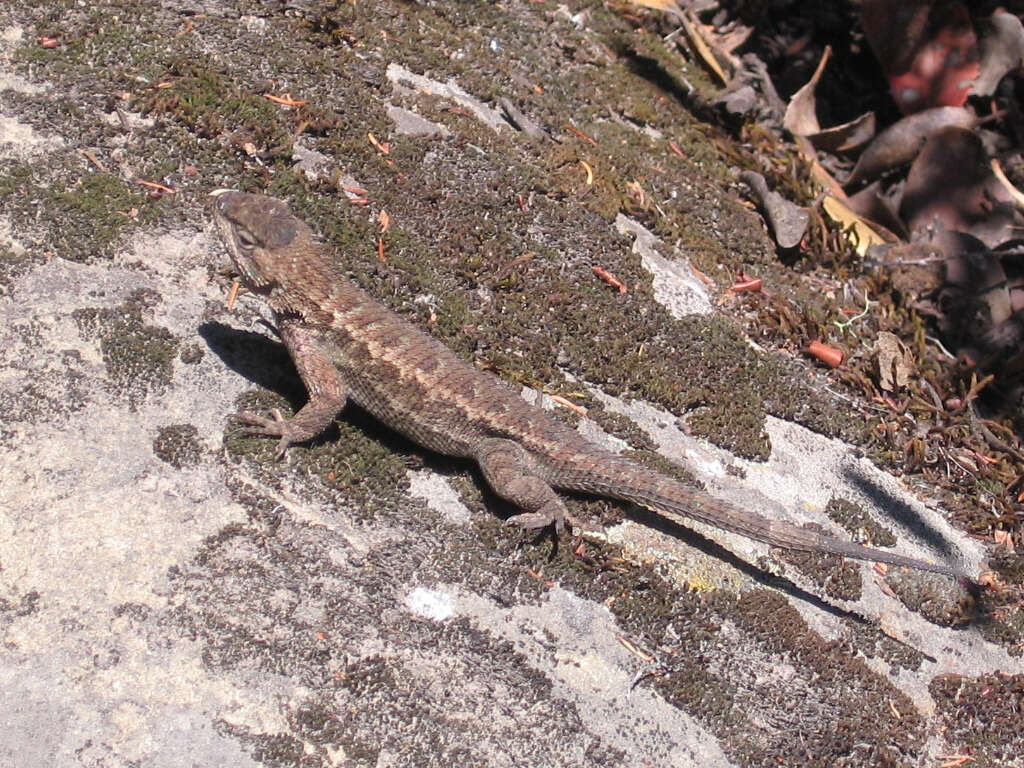 Image of Duges' Spiny Lizard