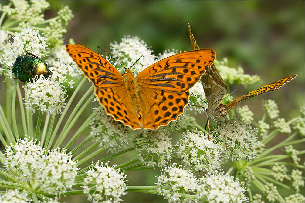 Image of Argynnis