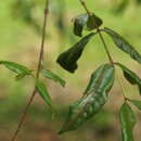 Image of Lafoensia acuminata (Ruiz & Pav.) DC.