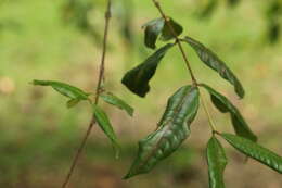 Image of Lafoensia acuminata (Ruiz & Pav.) DC.