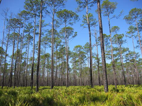 Image of Slash Pine