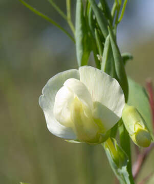 Image of Cyprus-vetch