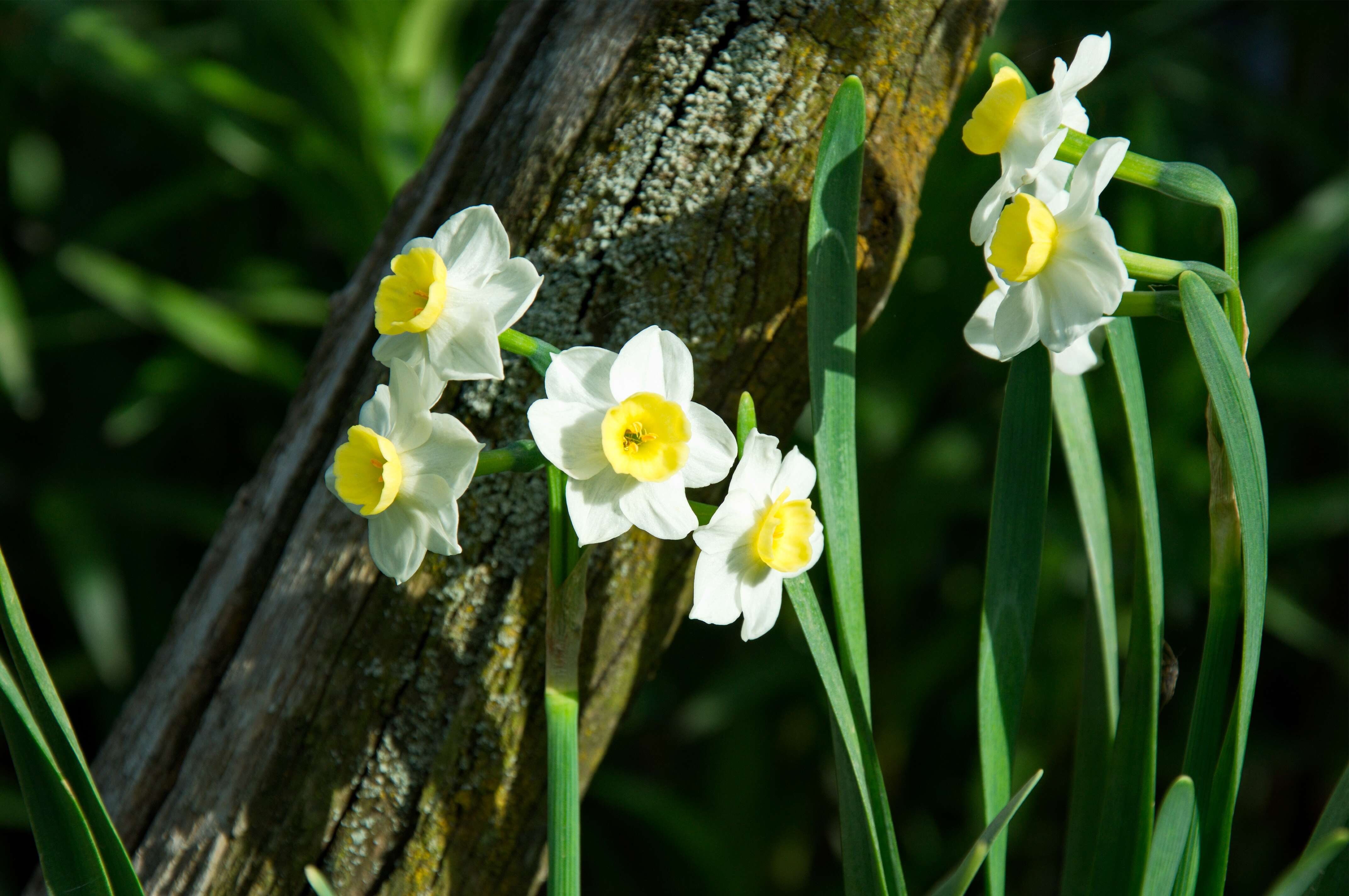 Image of daffodil