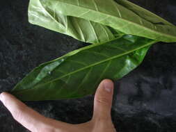 Image of Morinda