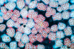 Image of Cyanophycota