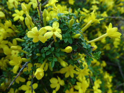 Image of Chrysojasminum parkeri (Dunn) Banfi