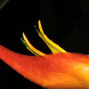 Imagem de Heliconia latispatha Benth.