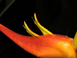 صورة Heliconia latispatha Benth.