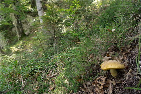 Image of Hemileccinum