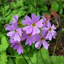 Primula cortusoides L. resmi