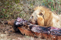 Image of African Lion