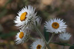 Image of Coronidium elatum subsp. elatum