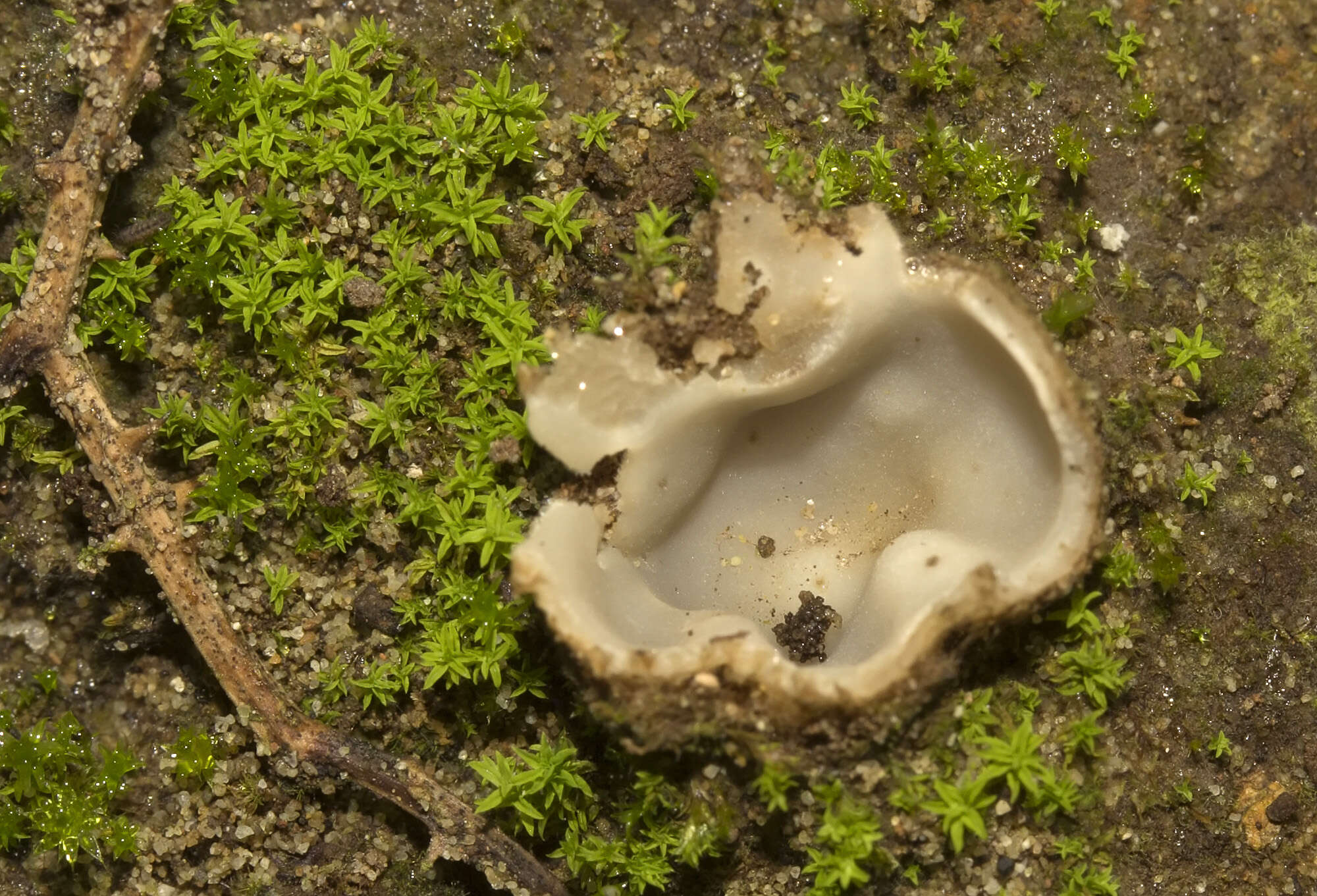 Image of Geopora arenicola (Lév.) Kers 1974