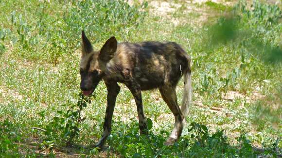 Image of African Hunting Dog