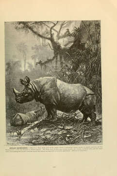 Image of Indian and Javan Rhinoceroses