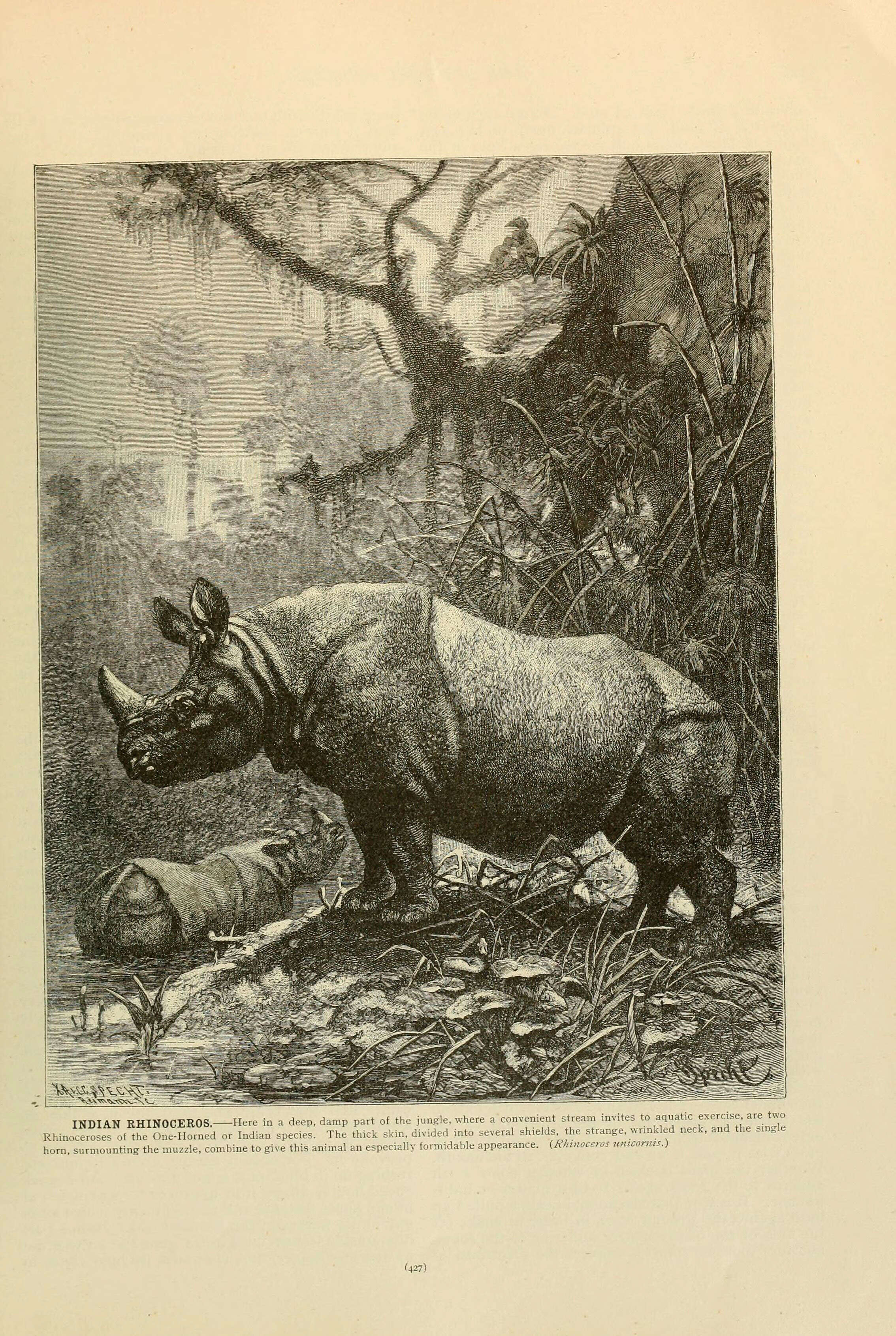 Image of Indian Rhinoceros