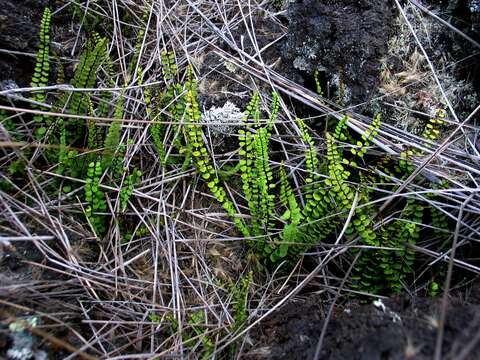 Image of dense spleenwort